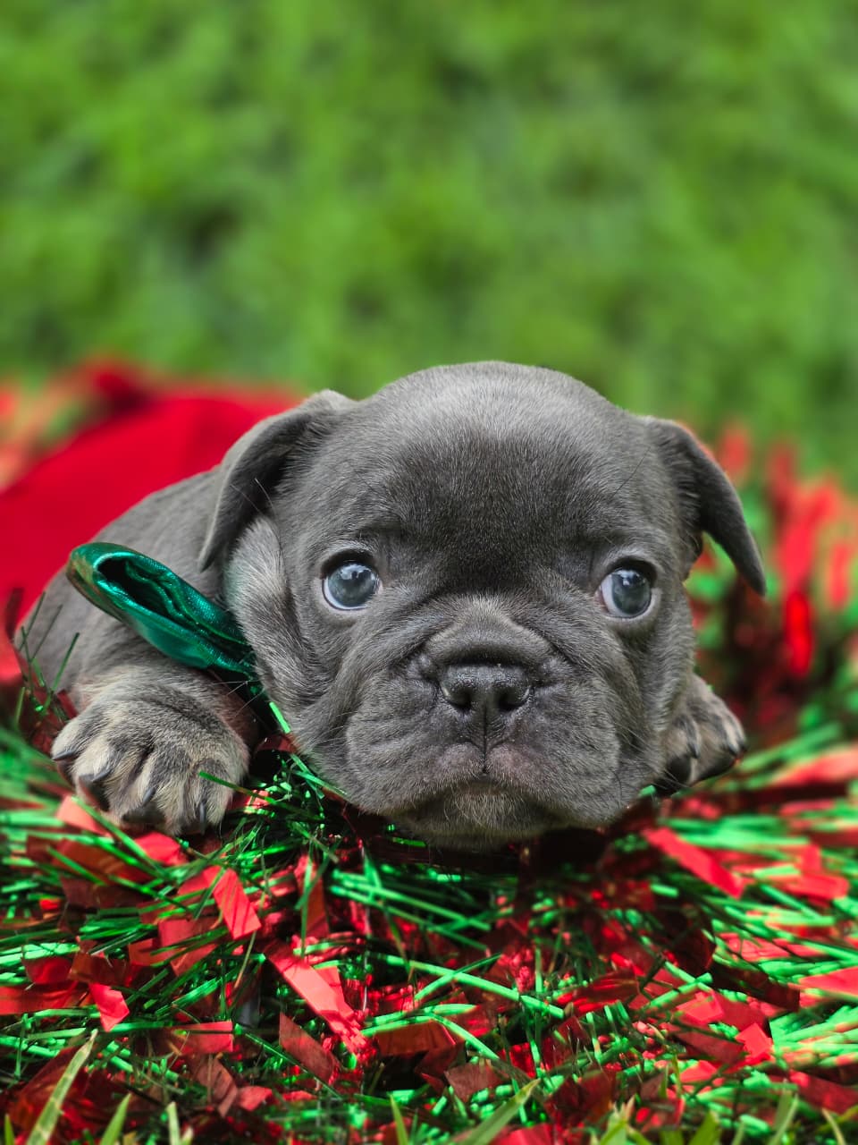 Available French Bulldog Puppy 2